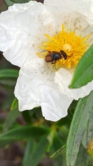 Chasmatopterus