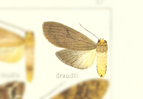 Pelochyta draudti