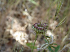 Trifolium ciliolatum