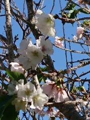 Prunus × yedoensis