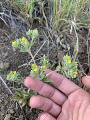 Mentzelia micrantha