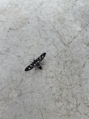 Amata sperbius