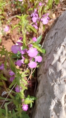 Stachys neurocalycina