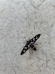 Amata sperbius