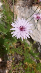 Pseudopodospermum papposum