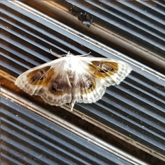 Problepsis phoebearia