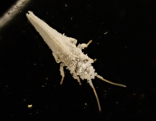 Cryptoscenea australiensis (Enderlein, 1906)