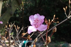 Rhododendron farrerae