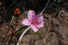 Rhododendron farrerae