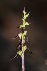 Genoplesium despectans