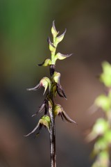 Genoplesium despectans
