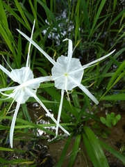 Hymenocallis crassifolia