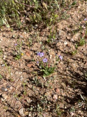 Gilia diegensis
