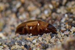 Diaperinae