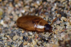 Diaperinae