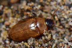 Diaperinae