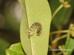 Dysaethria flavistriga