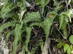 Dicranopteris pedata
