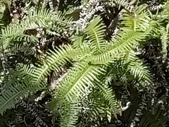 Dicranopteris pedata