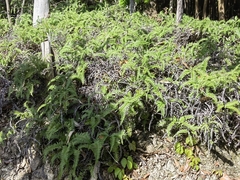 Dicranopteris pedata