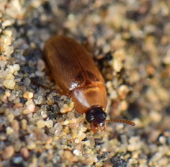 Diaperinae
