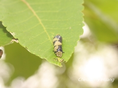 Asiophrida spectabilis