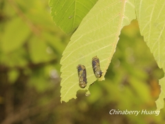 Asiophrida spectabilis