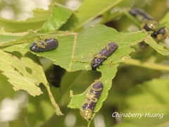 Asiophrida spectabilis