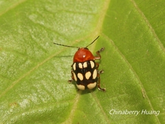 Cryptocephalus luteosignatus