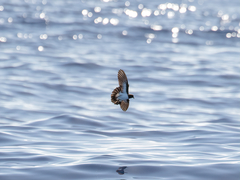 White-Bellied Storm-Petrel photo 2