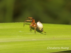 Bijoaraneus