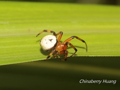 Bijoaraneus