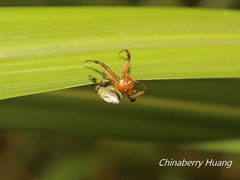 Bijoaraneus