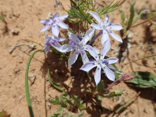 Image of Lapeirousia plicata by no rights reserved