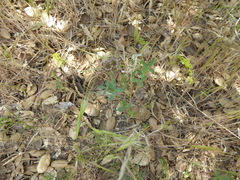 Trifolium ciliolatum