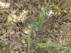 Trifolium ciliolatum