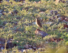 Certhilauda subcoronata