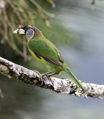 Psilopogon pyrolophus