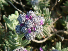 Teucrium capitatum majoricum