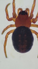 Hypsosinga sanguinea