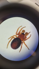 Hypsosinga sanguinea