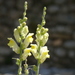 Antirrhinum latifolium intermedium - Photo (c) Bartomeu Homar Graxell, some rights reserved (CC BY-NC), uploaded by Bartomeu Homar Graxell
