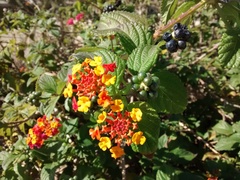 Lantana camara