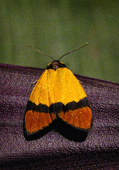 Byrsia