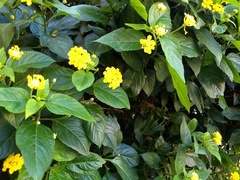 Lantana camara