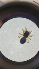Erigone aletris