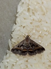 Acantholipes trajecta
