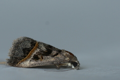 Acantholipes trajecta