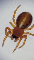 Hypsosinga sanguinea