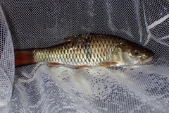 Hampala macrolepidota